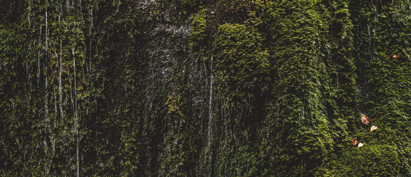 ПРОГРАМА ЛОЯЛЬНОСТІ